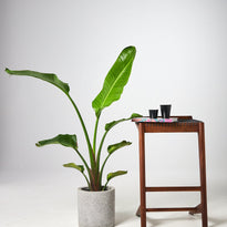 Giant Bird Of Paradise decor with a timber stool and accessories