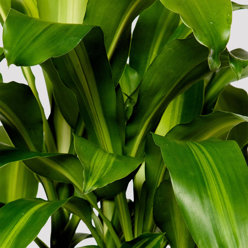 Happy Plant