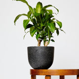 Pierre Terrazzo Black Plant Pots with Happy Plant