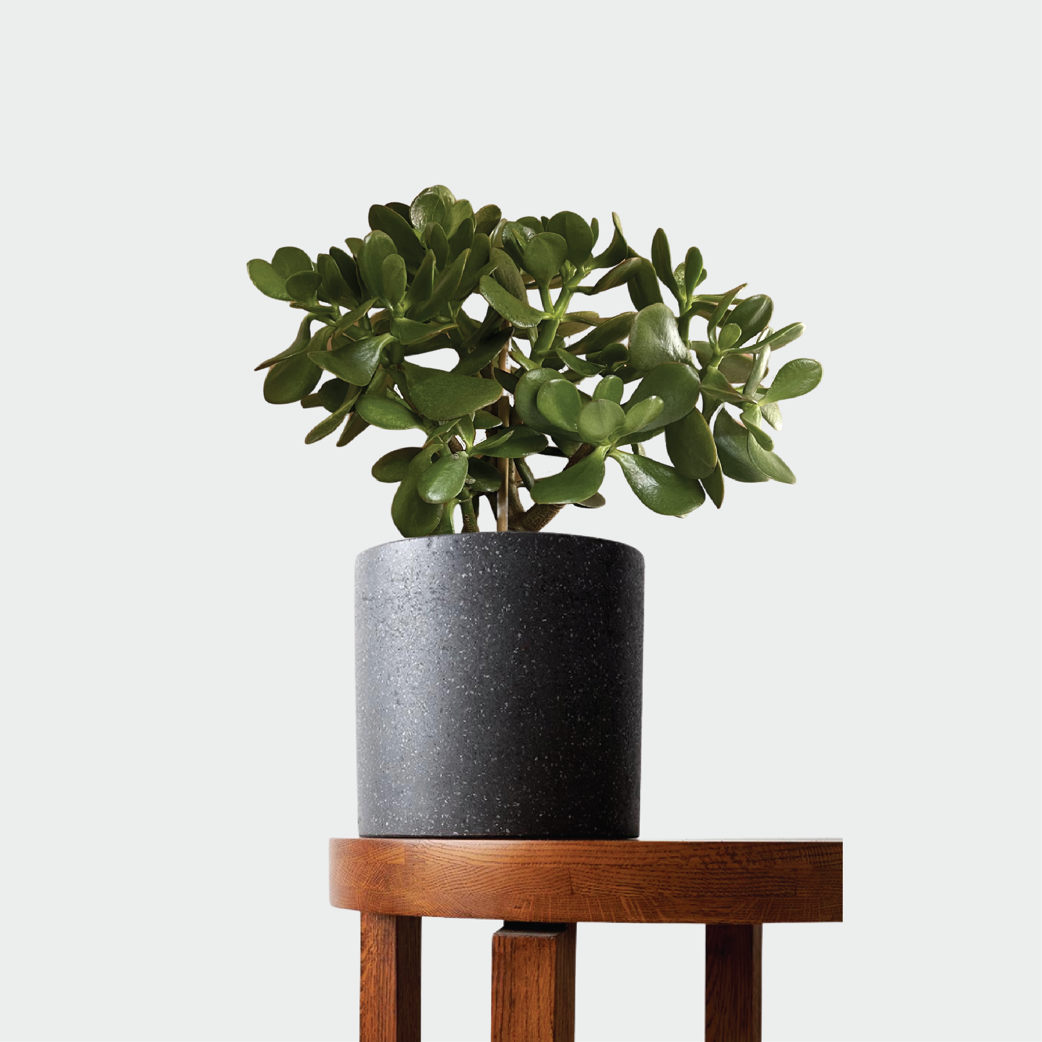 A Crassula ovata, commonly known as a jade plant, positioned in a black pot on a table.