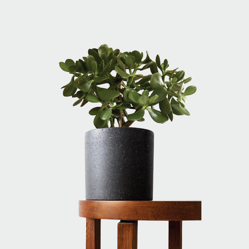 Jade Plant