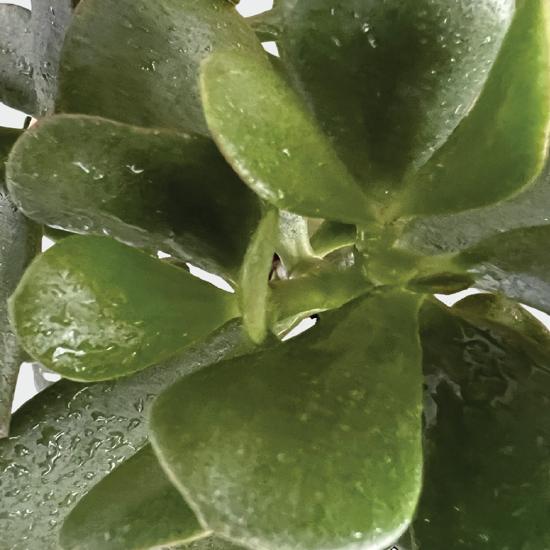 Close-up view of the Crassula ovata Jade Plant leaves at The Good Plant Co.