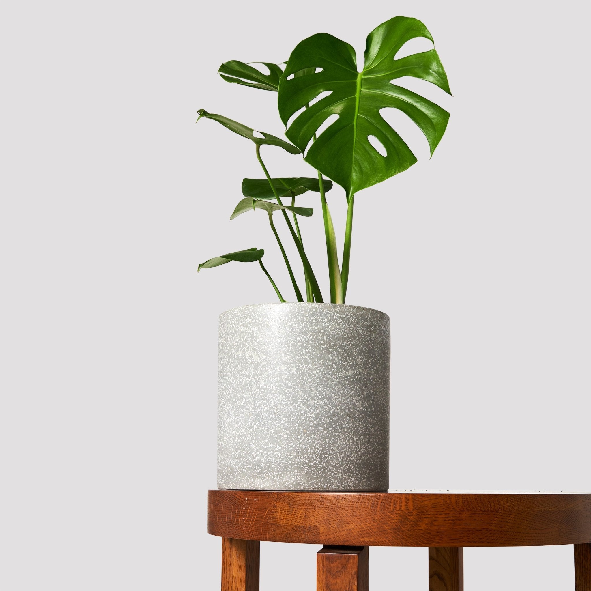 Monstera Deliciosa Indoor Plant from The Good Plant Co