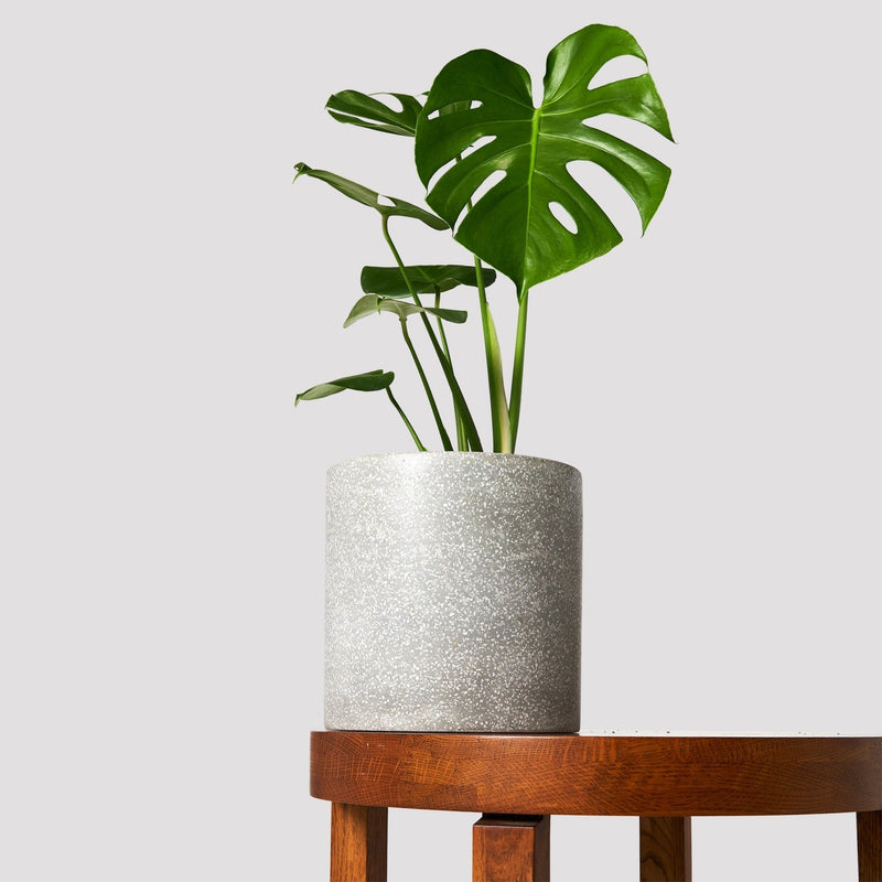 Monstera Deliciosa
