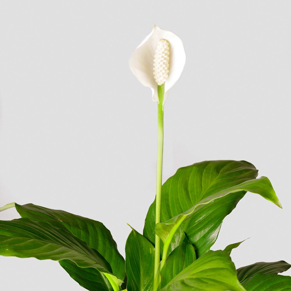Peace Lily leaf and flower