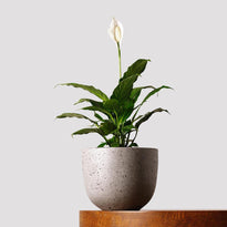 Buy Peace Lily Power Petite in Pierre Grey Pot at The Good Plant Co