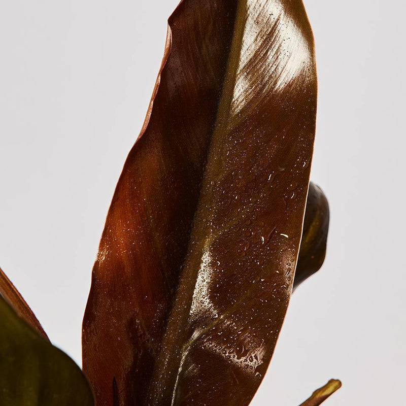 Philodendron Autumn Plant Leaf at The Good Plant Co