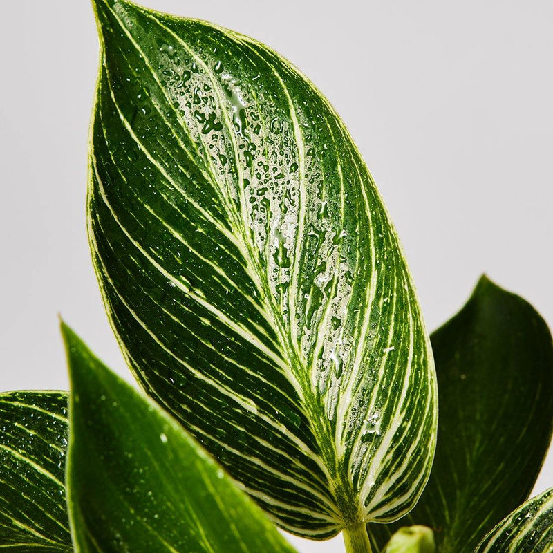 Philodendron Birkin