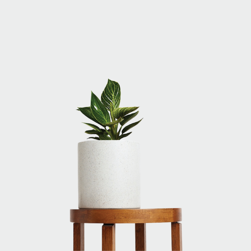 Philodendron Birkin and Pot Gift