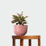 Pierre Terrazzo Pot Pink with Peperomia Jelly Pink Edge on Table at The Good Plant Co