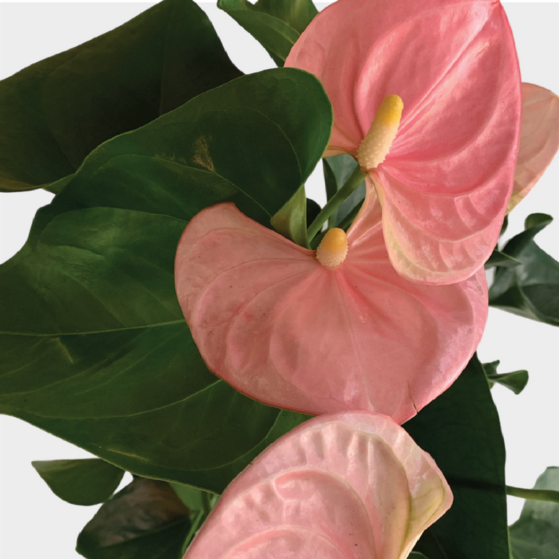 Anthurium Leaf and Pink Flowers from The Good Plant Co