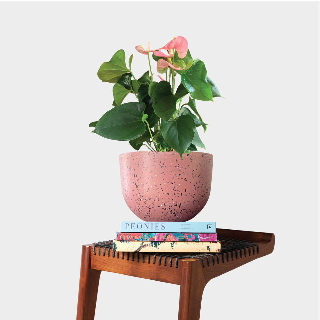 Pink Anthurium in Pierre Terrazzo Pot Pink on Books from The Good Plant Co