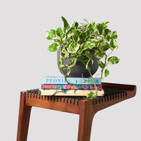Pothos Snow Queen on table