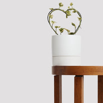 Pothos Snow Queen indoor plant