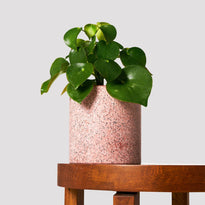Raindrop Peperomia in Jardin Pink Pot at The Good Plant Co