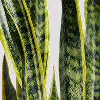 Structured Sansevieria Mother In Laws Tongue Leaves
