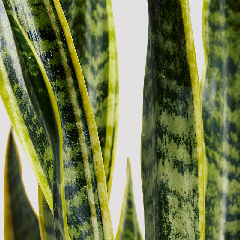 Structured Sansevieria Mother In Laws Tongue Leaves