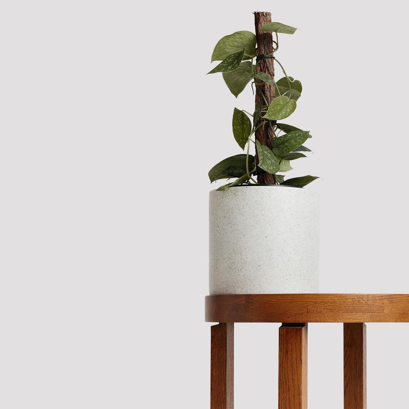 Satin Pothos
