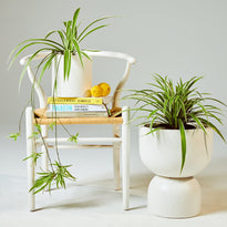 Spider Plant indoor plant in white pot next to chair