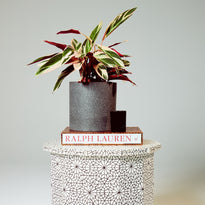 Stromanthe Triostar in Jardin Black Pot on Morrocan Table The Good Plant Co