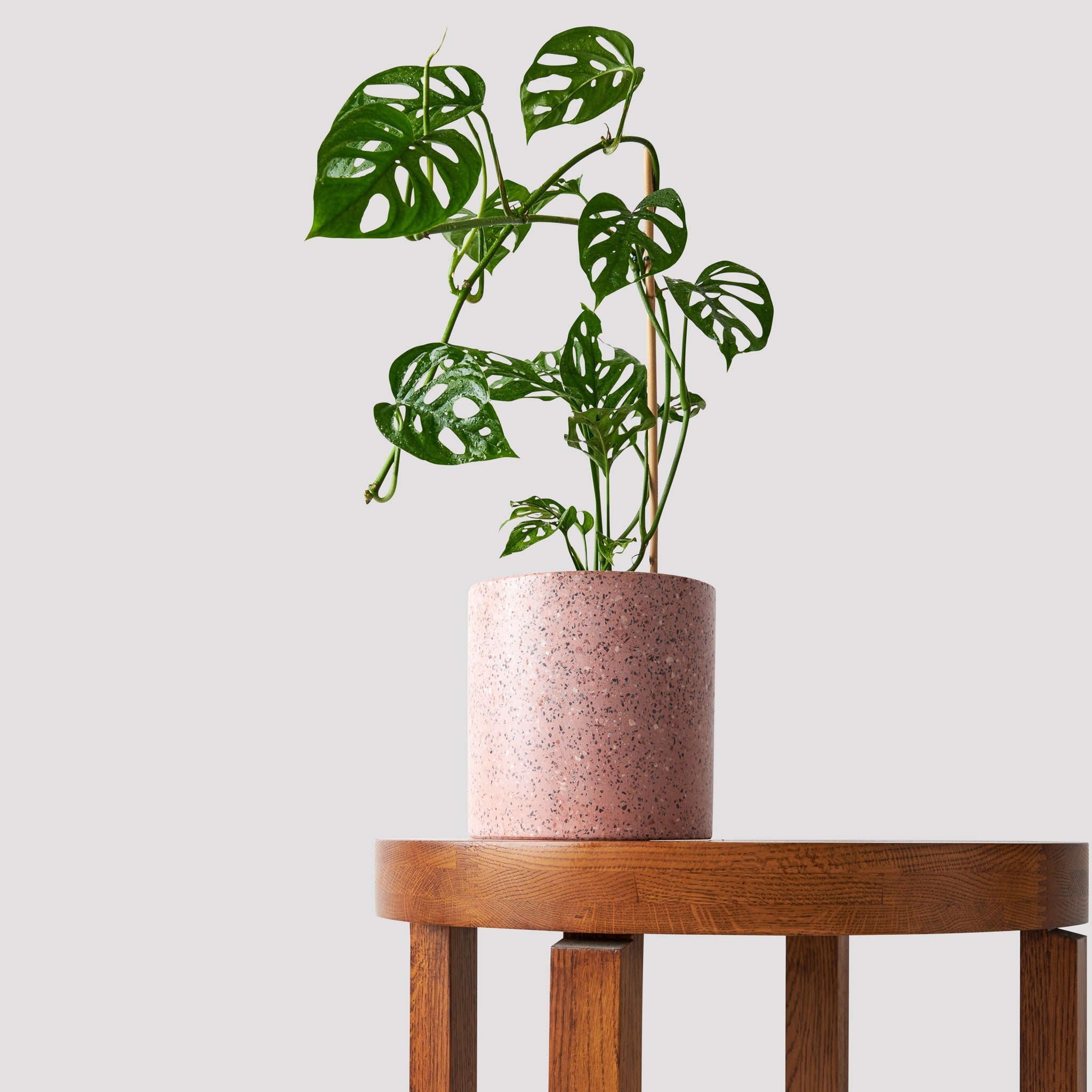 Swiss Cheese Vine Plant in Jardin Pink Pot at The Good Plant Co