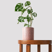 Swiss Cheese Vine Plant in Jardin Pink Pot at The Good Plant Co