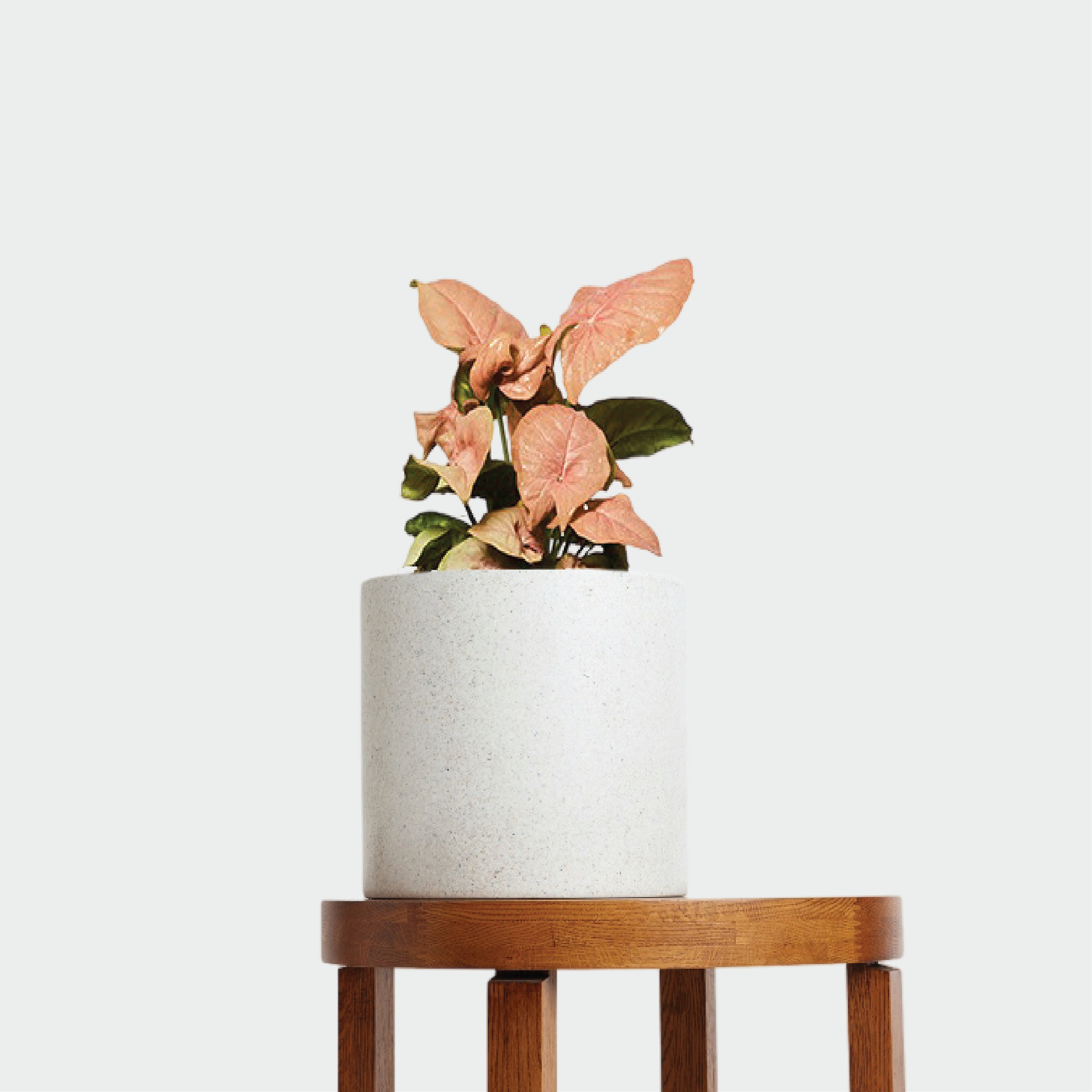 Syngonium Neon gift with pink leaves in a white pot set displayed on a table
