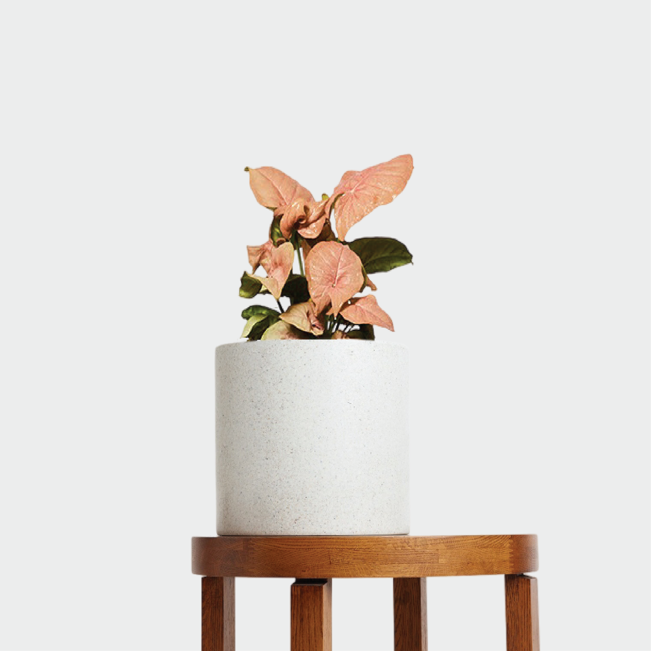 Syngonium Neon plant gifit with pink leaves in a white pot set displayed on a table