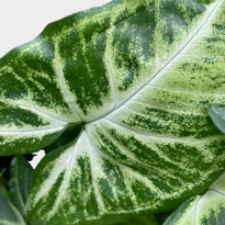 Syngonium White Butterfly Plant Leaf