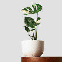 Monstera Thai Constellation Indoor Plants in Pierre White Pot at The Good Plant Co