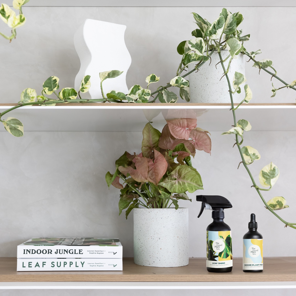 Indoor Plants in white pots on a bookshelf with The Good Plant Co Indoor Neem Oil for Plants