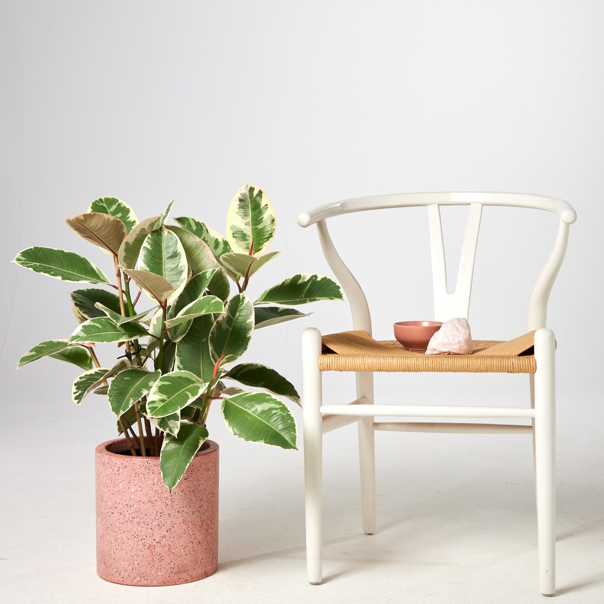 Ficus Tineke decorated in a pink pot with a chair