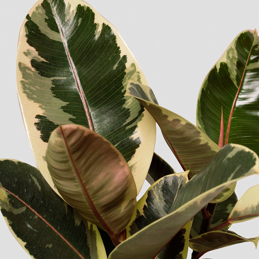 Variegated leaves of the Ficus Tineke Rubber Tree
