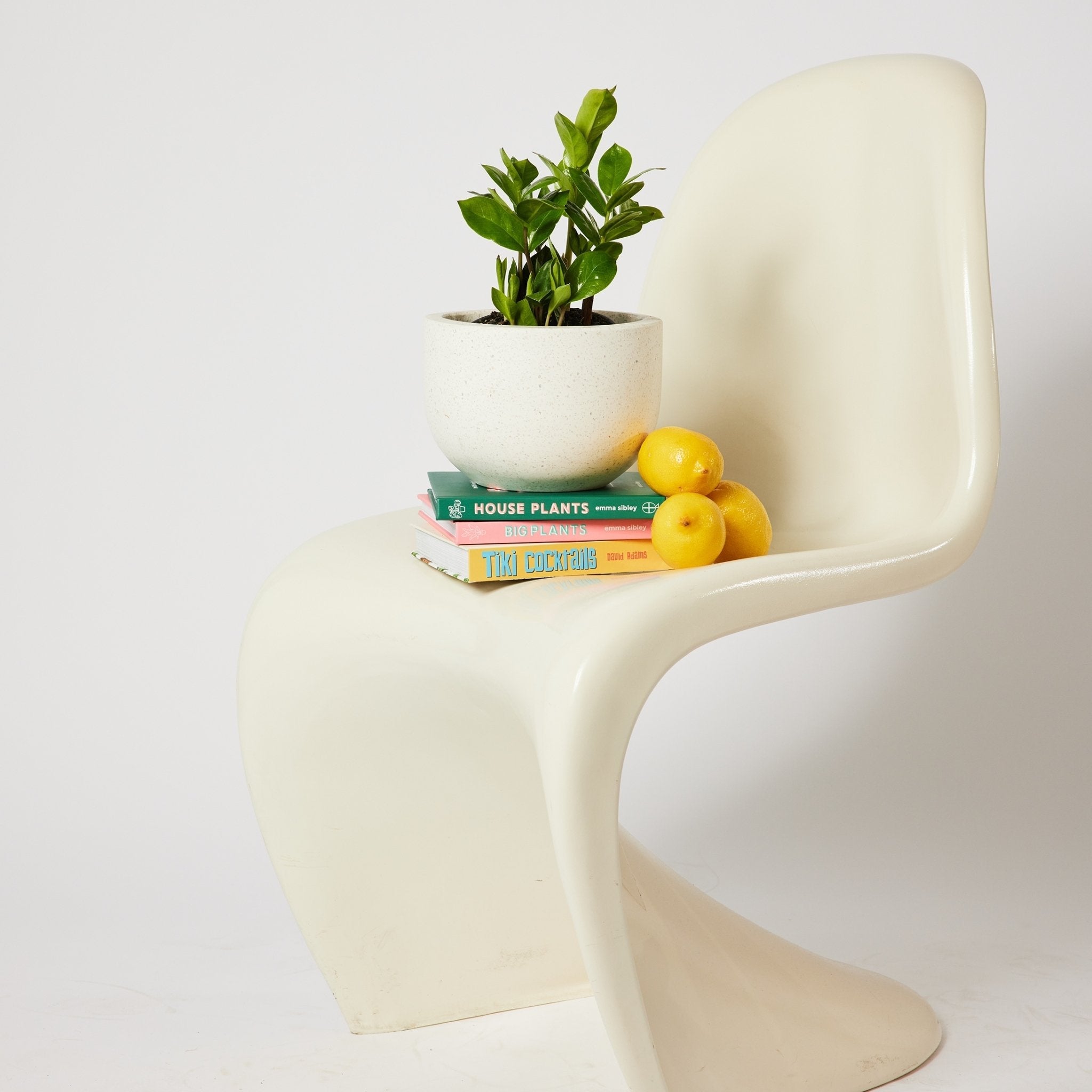 ZZ Plant Indoor Plant in Pierre White Pot on White Chair The Good Plant Co