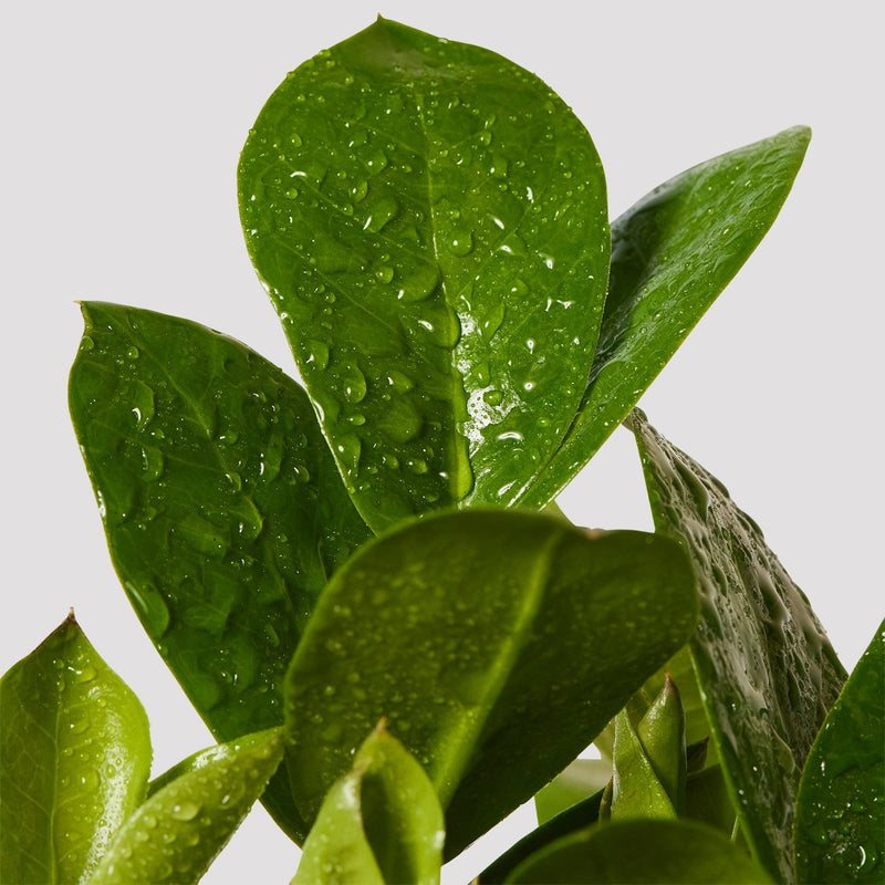 ZZ Plant