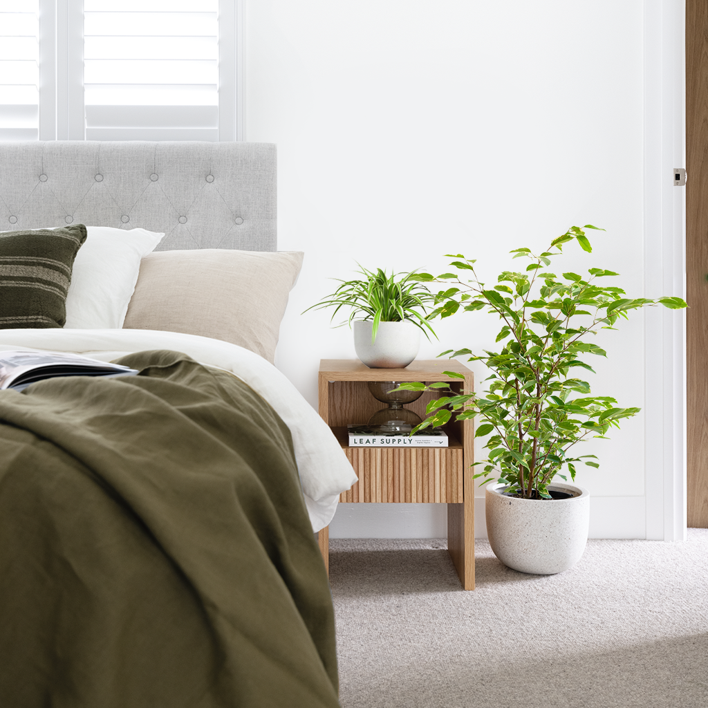 Indoor plants in a bedroom beside the bed and a bright window