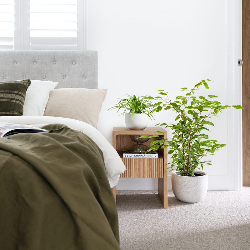 Indoor plants in a bedroom beside the bed and a bright window