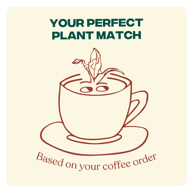 What Your Coffee Order Says About You | The Good Plant Co