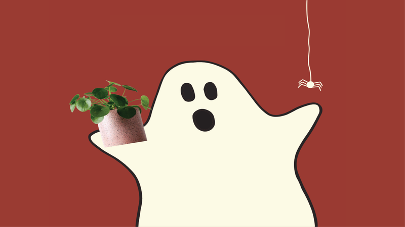 How to Raise Your Plants from the Dead | The Good Plant Co