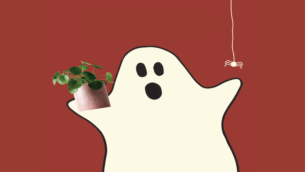 How to Raise Your Indoor Plants from the Dead