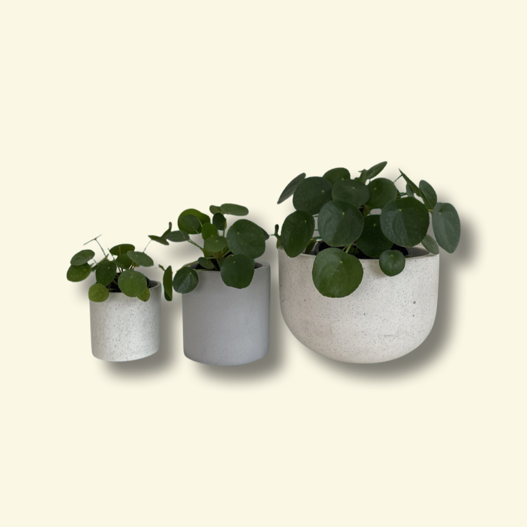 What Your Plant Can Grow Into | The Good Plant Co