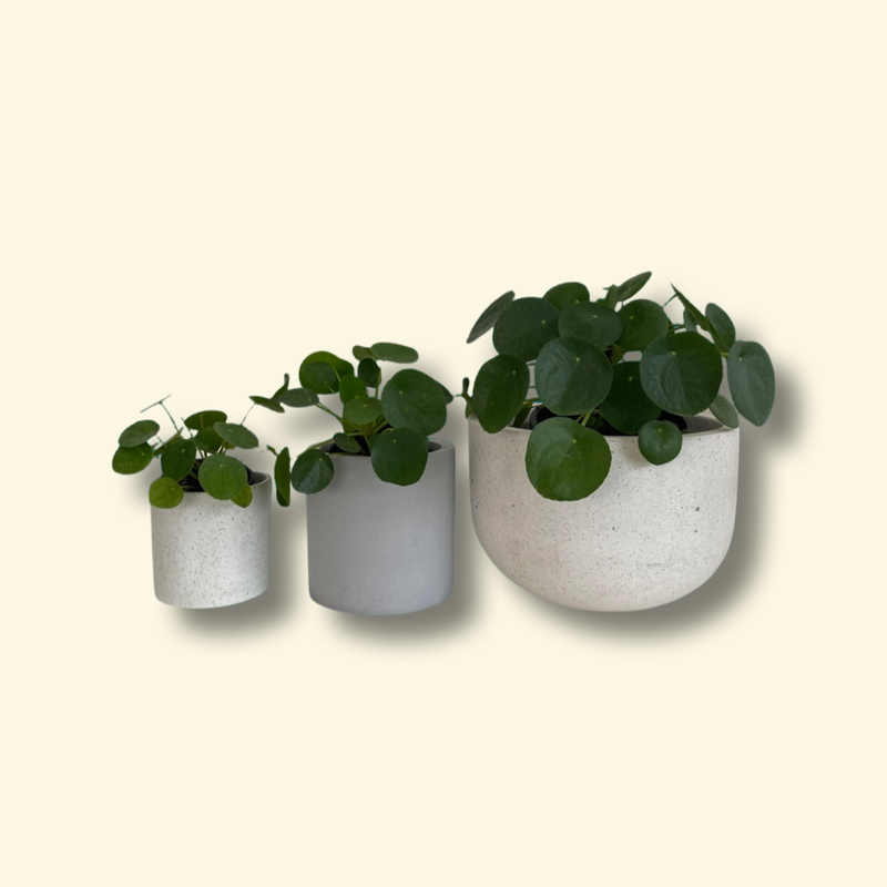 What Your Plant Can Grow Into | The Good Plant Co