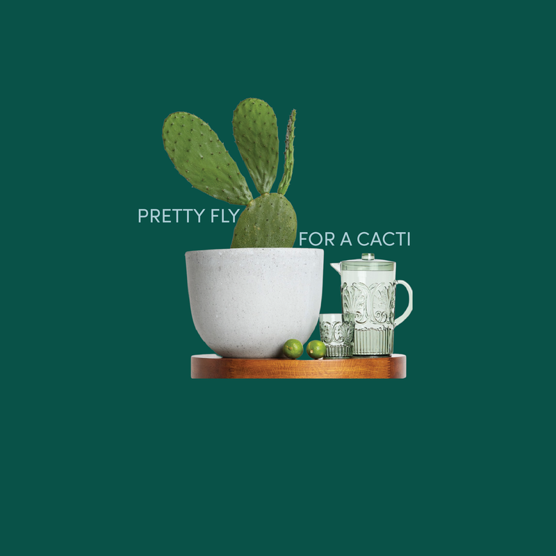 I Will Survive! Creating Your Indoor Cactus Jungle