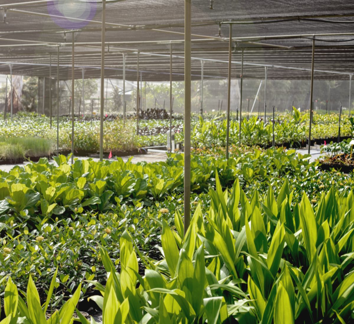 Indoor plants on benches under shade at The Good Plant Co nursery