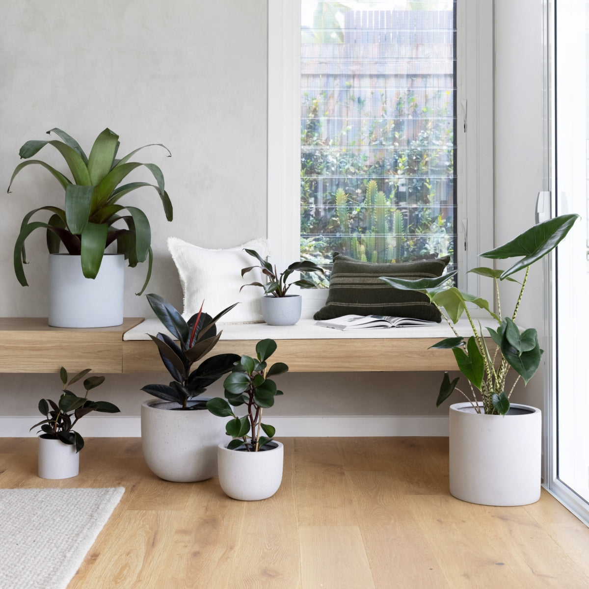 Indoor Plants in Living Room The Good Plant Co