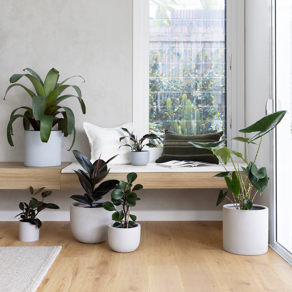 Elevating Your Space with Indoor Plant Styling