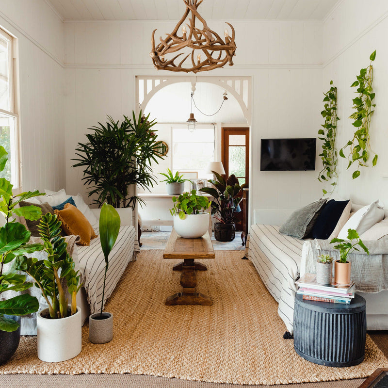 Air Purifying Indoor Plants! | The Good Plant Co