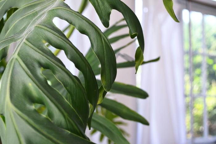know how to keep a plant alive