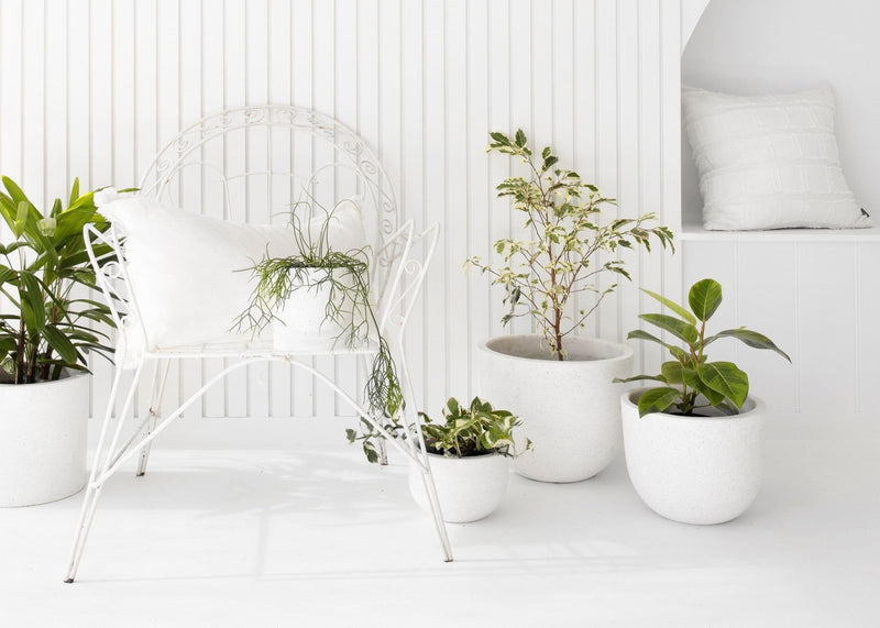 Happiness* Gifted - Corporate Gifting Guide | The Good Plant Co