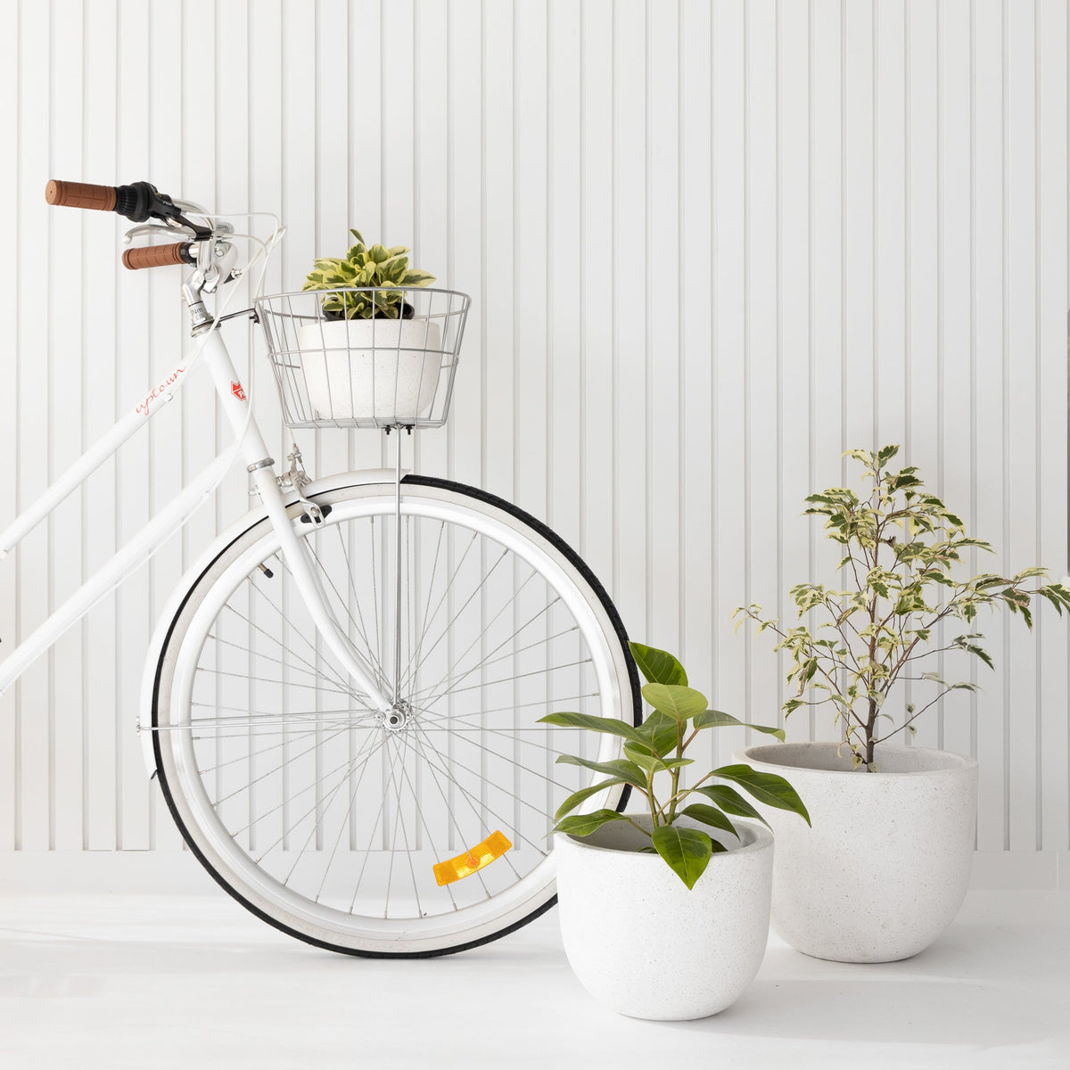 How To: Send Plants as Gifts | The Good Plant Co